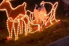 weihnachtshaus-hoya_2023-bildergalerie-1280px-1005